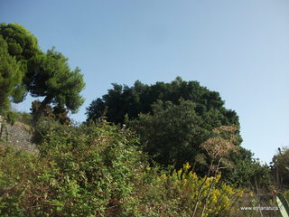 Monte Ferro
